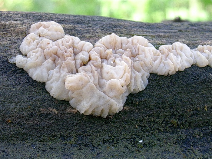 987 Aprile vecchio ritrovamento